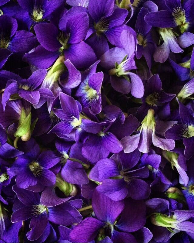 HERB FOCUS: Violets