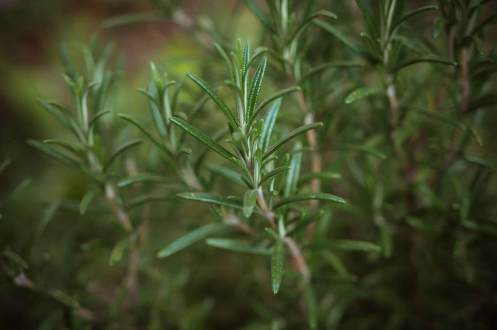 4 Ways to Preserve Fresh Rosemary